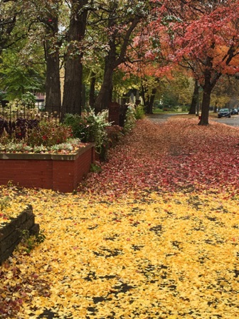 10-19a_Leaves on Summit Ave